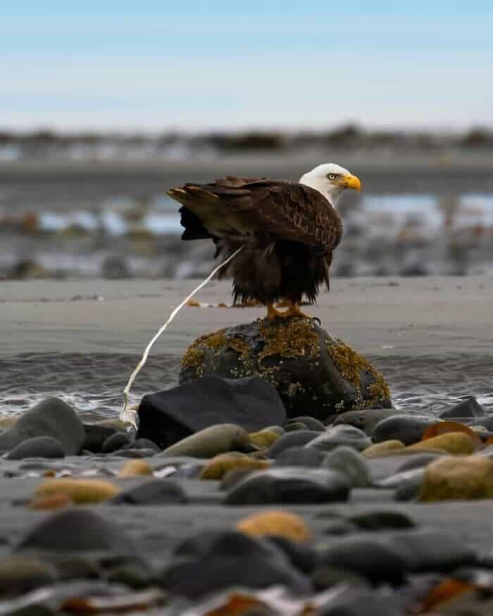 Behold, The Symbol Of The United States