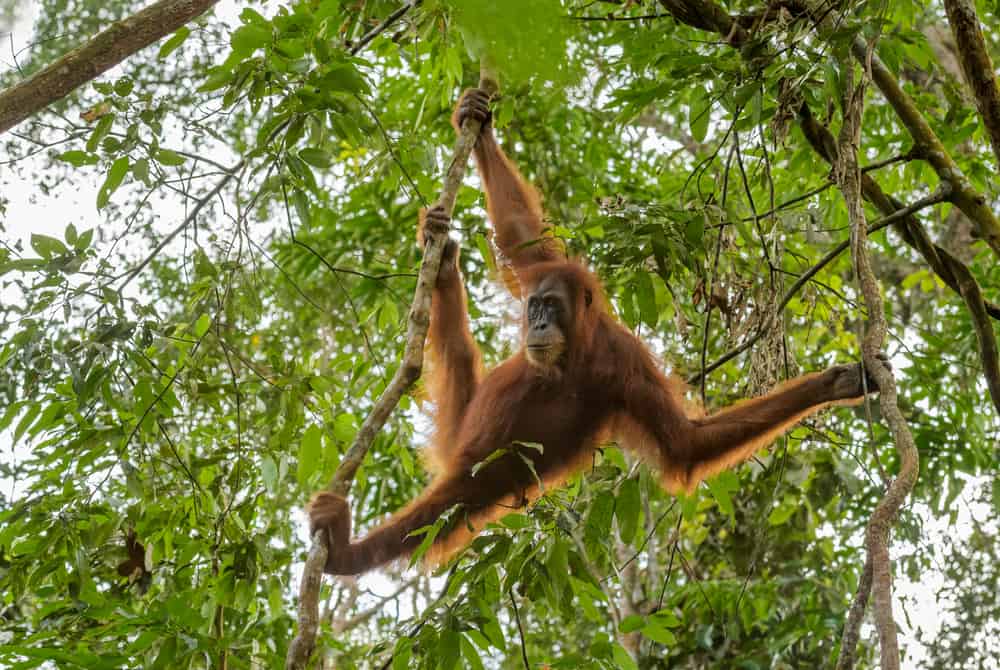 Astounding Facts About Primates that Never Cease to Amaze