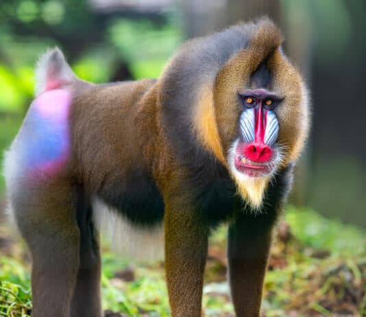 Astounding Facts About Primates that Never Cease to Amaze