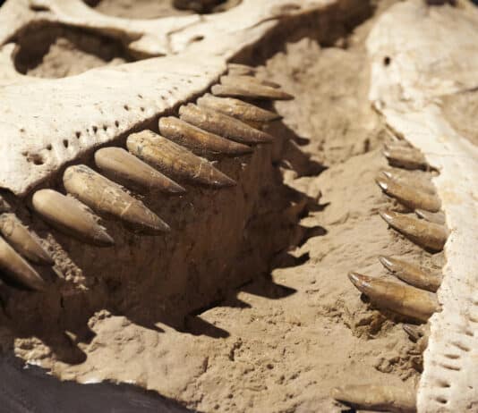 Dinosaur Facts Discovered Since You Were in School