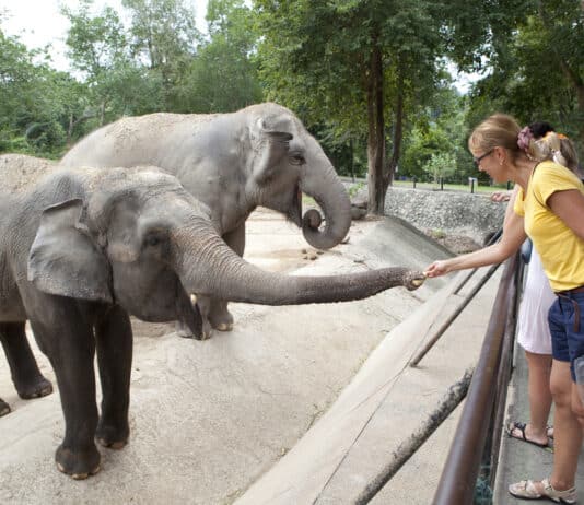 Cute Animal Behaviors that Are Actually Warning Signs