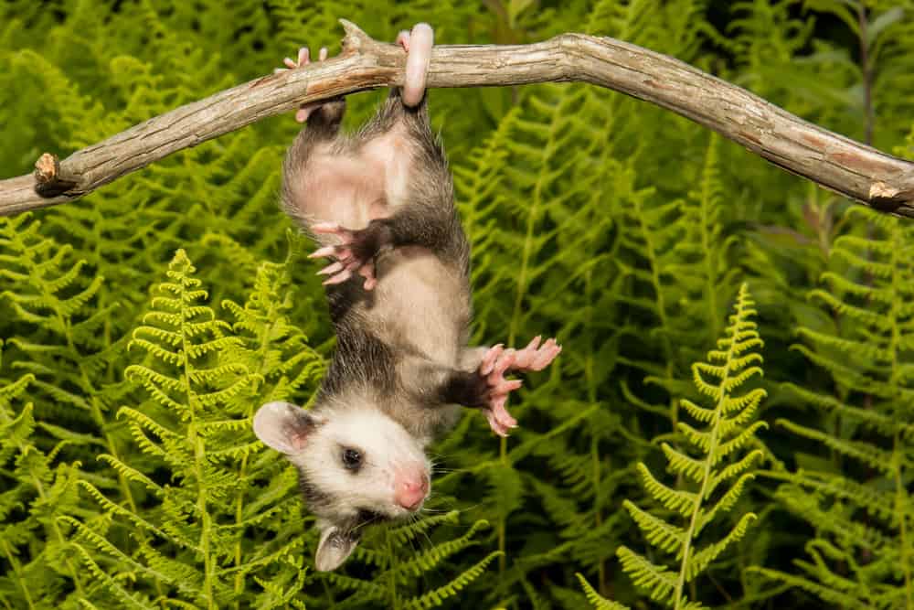 Opossum