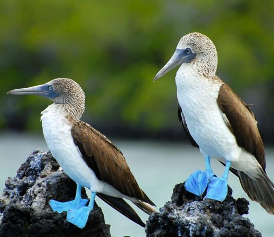 The Most Unique Animals Ever Discovered