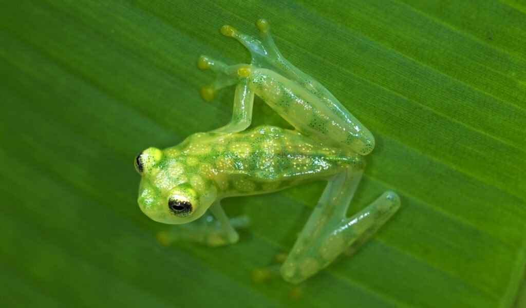 Forget Marvel—These Real Animals Have Rear Superpowers