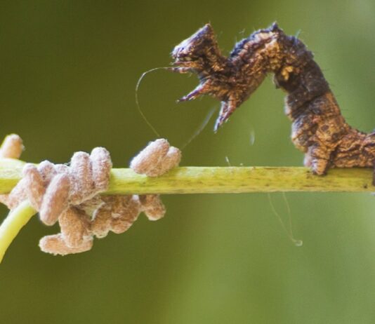 These Horrific Body-Snatching Parasites Will Make You Squirm