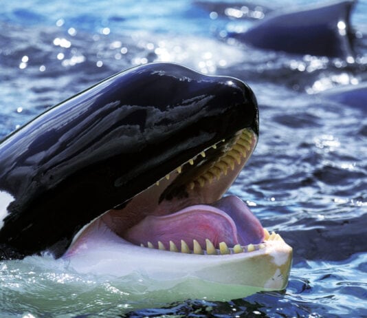 Why Orcas are the Scariest Predator in the Sea