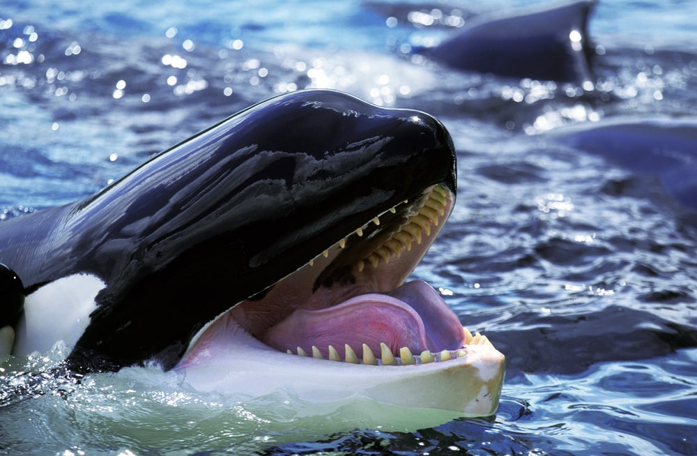 Killer,whale,,orcinus,orca,,adult,with,open,mouth