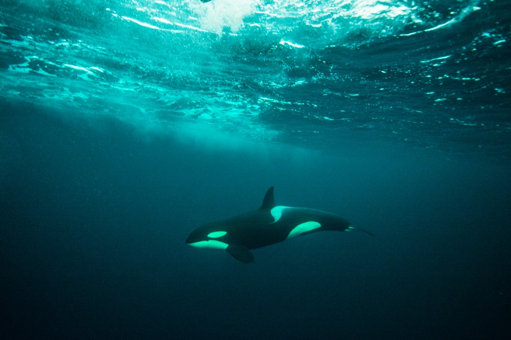 Why Orcas are the Scariest Predator in the Sea – Science Sensei