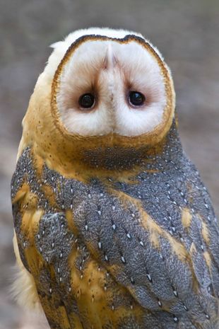 Insanely Unique Animals that Made Us Do a Double Take