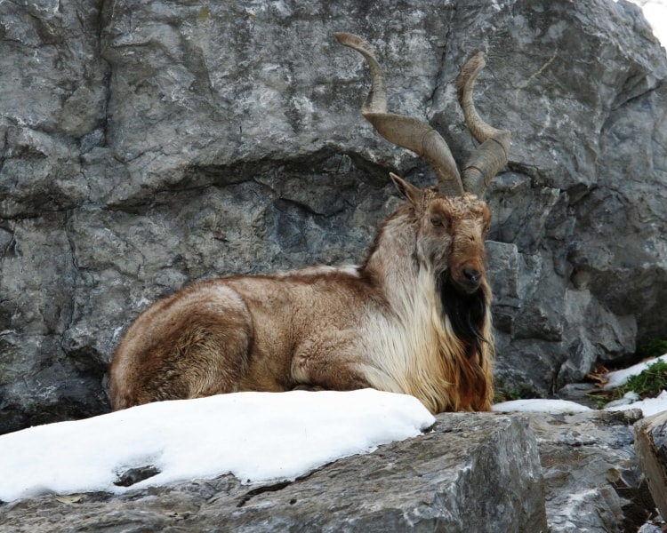 Insanely Unique Animals that Made Us Do a Double Take