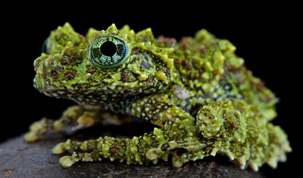 Insanely Unique Animals That Made Us Do A Double Take Science Sensei