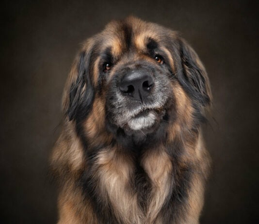 Heartwarming Photographs Show Man’s Best Friend Up Close and Personal