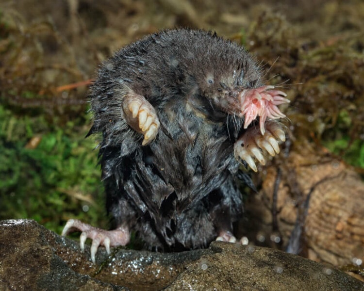 Insanely Unique Animals that Made Us Do a Double Take