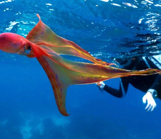 The Newest Animal Species Discovered in the Last Decade