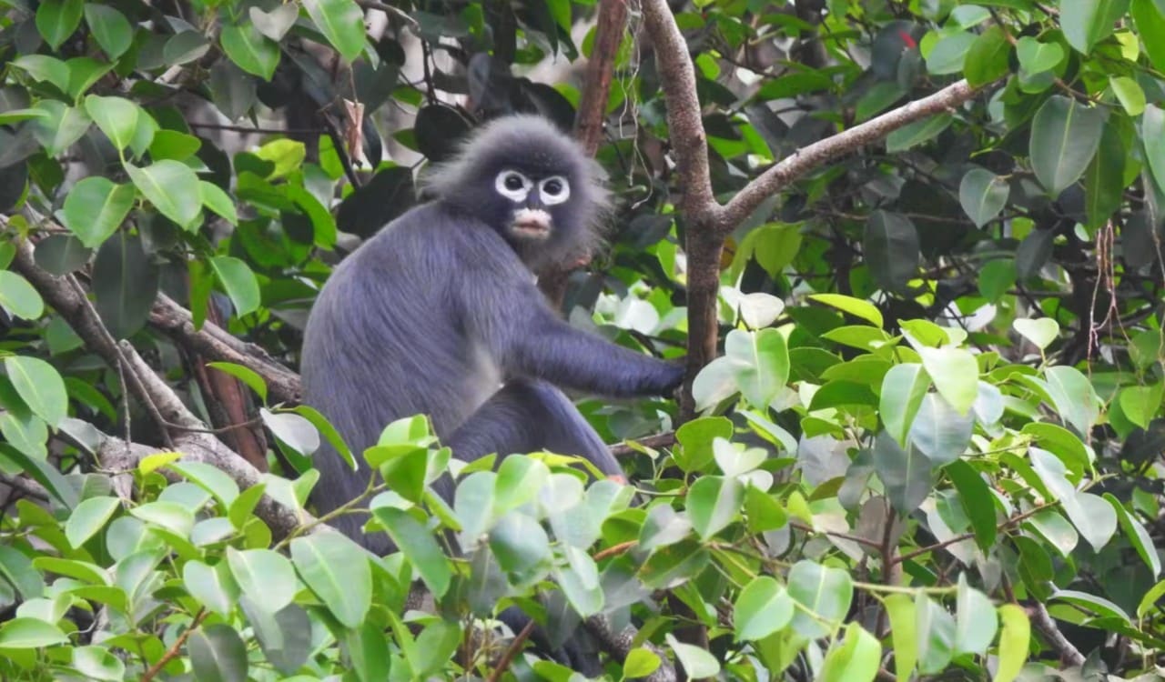 The Newest Animal Species Discovered in the Last Decade