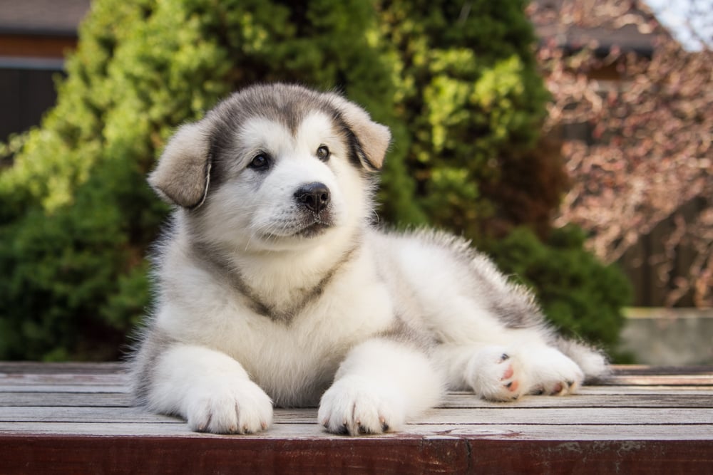 These Dog Breeds Have Evolved to be the Most Elite