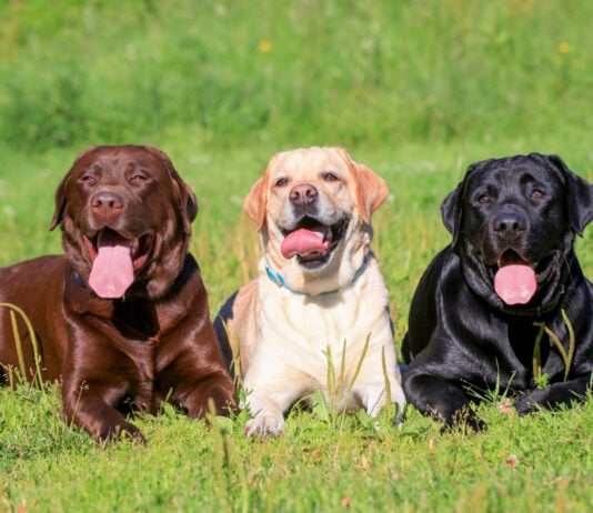 These Dog Breeds Have Evolved to be the Most Elite