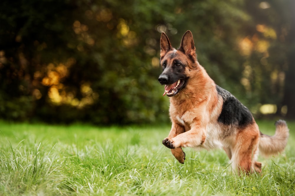These Dog Breeds Have Evolved to be the Most Elite