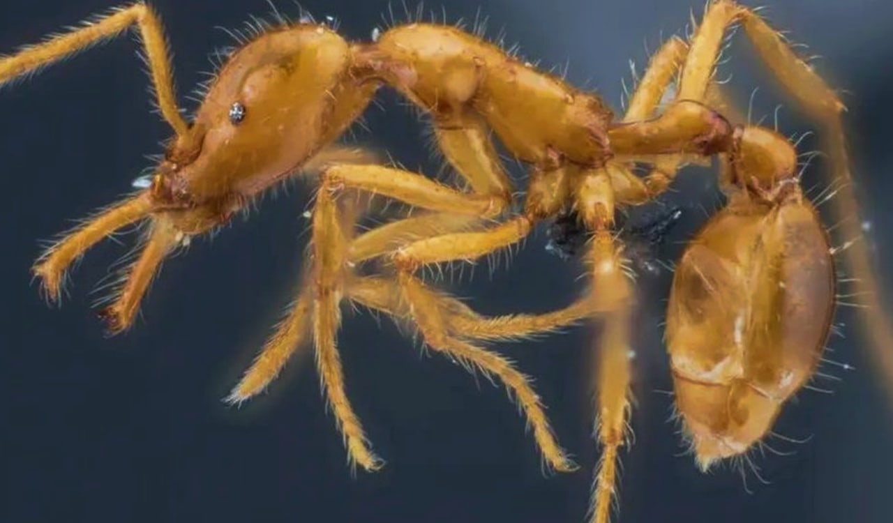 The Newest Animal Species Discovered in the Last Decade