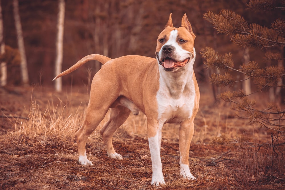 these-dog-breeds-have-evolved-to-be-the-most-elite