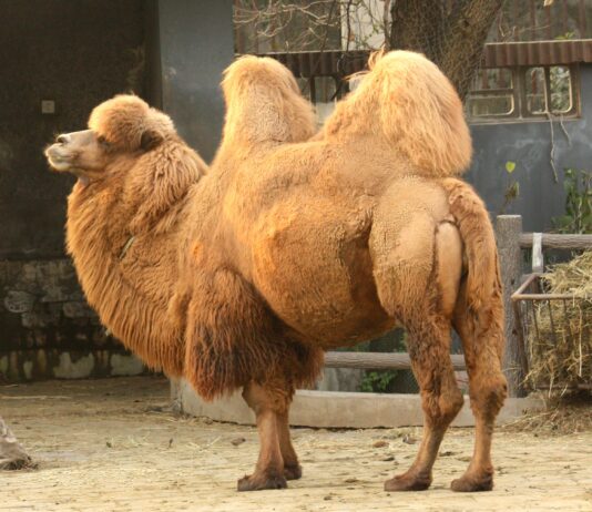 Insanely Unique Animals that Made Us Do a Double Take