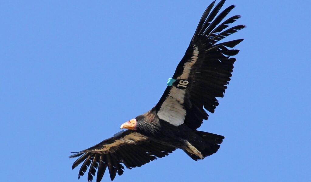 20 Animals That Are Close To Going Extinct