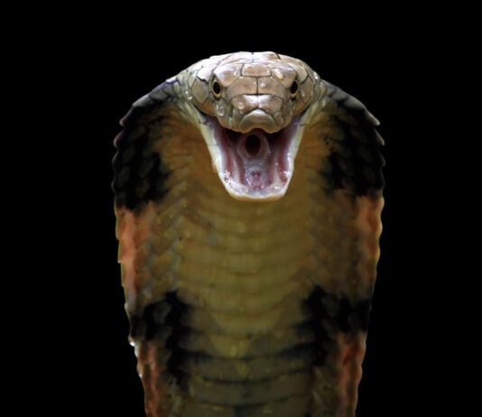 The Most Dangerous Animals In The World and Where They Like To Lurk