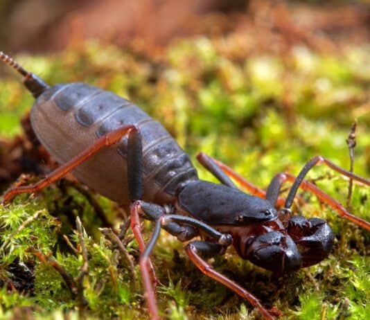 These Mysterious Animals Still Baffle Scientists