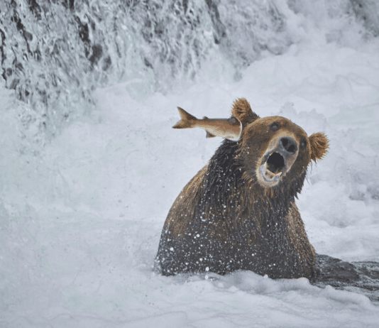 Here Are the Finalists for the Most Comedic Wildlife Photos of the Year