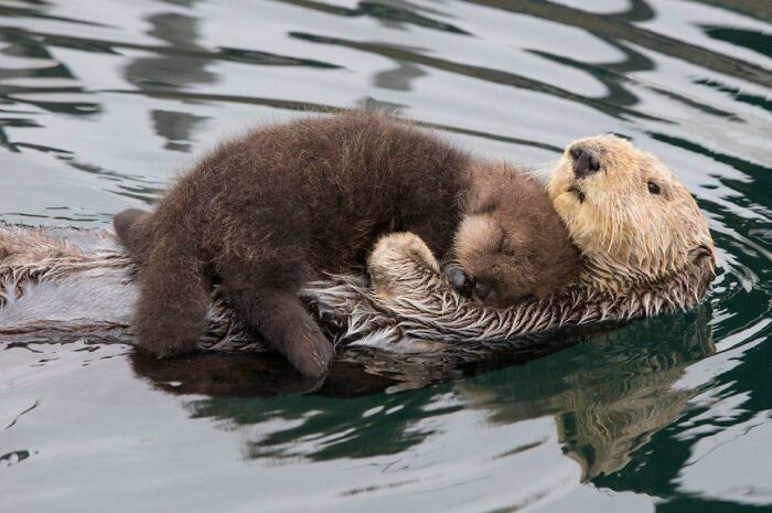 Heartwarming Otter Facts That Will Make Your Day A Little Brighter