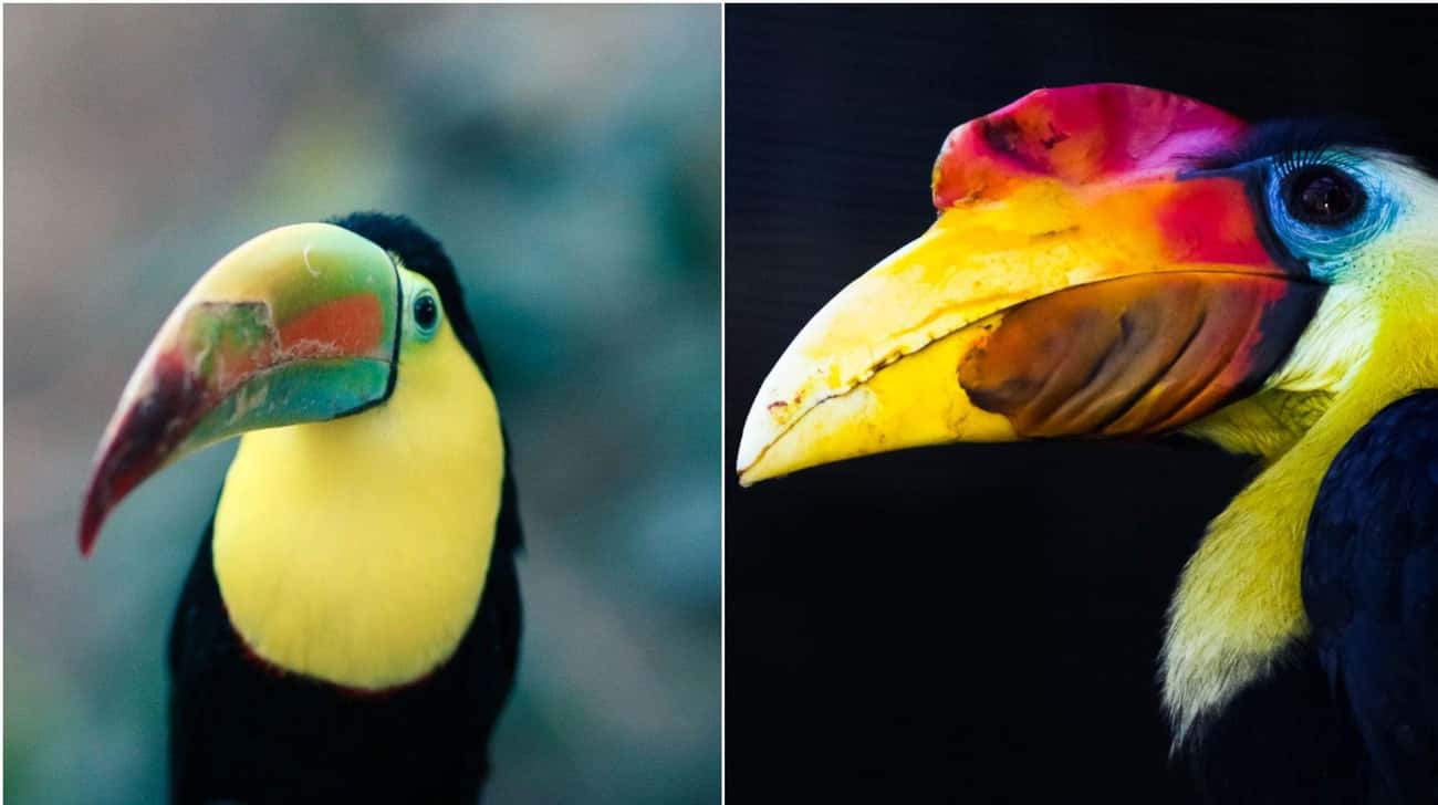 these-animal-species-don-t-live-near-each-other-but-are-eerily-similar