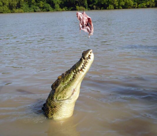 Why Saltwater Crocodiles Are The Scariest Reptile Alive