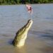 Why Saltwater Crocodiles Are The Scariest Reptile Alive