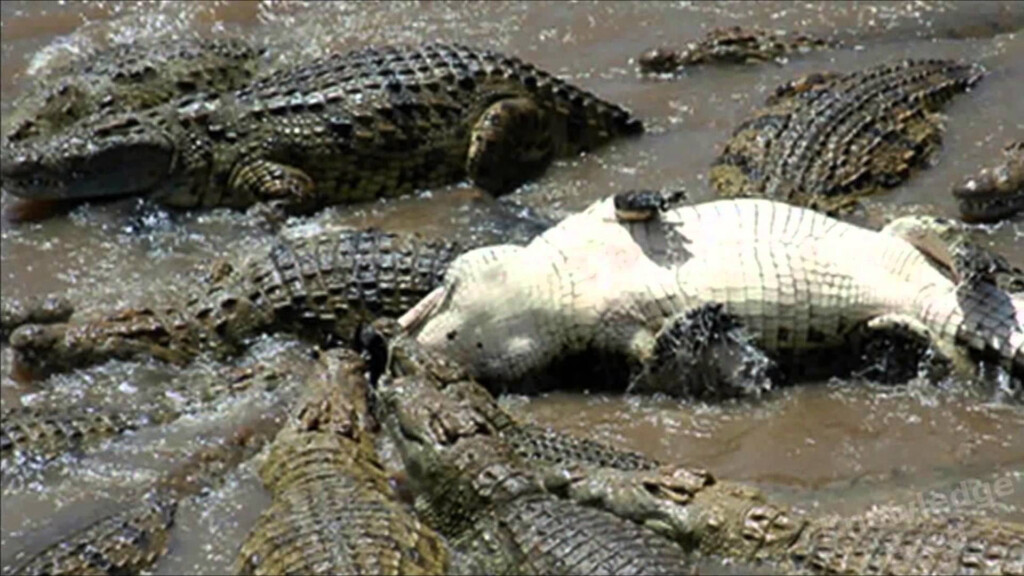 Why Saltwater Crocodiles Are The Scariest Reptile Alive