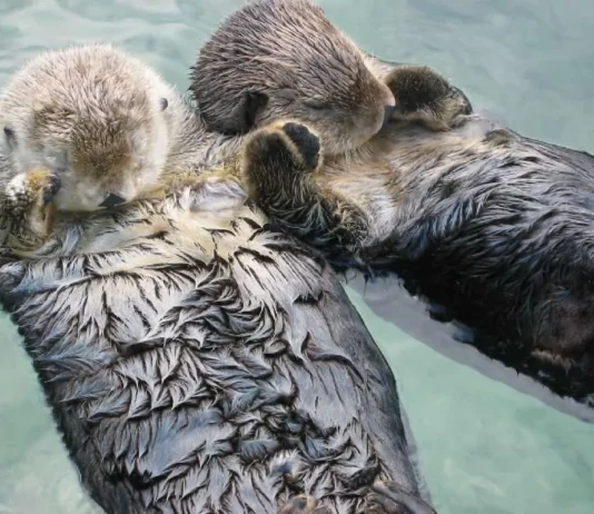 Heartwarming Otter Facts That Will Make Your Day A Little Brighter