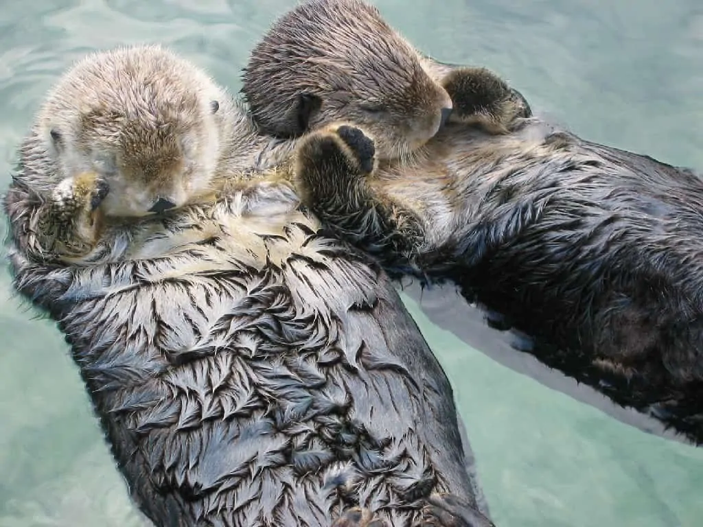 Heartwarming Otter Facts That Will Make Your Day A Little Brighter