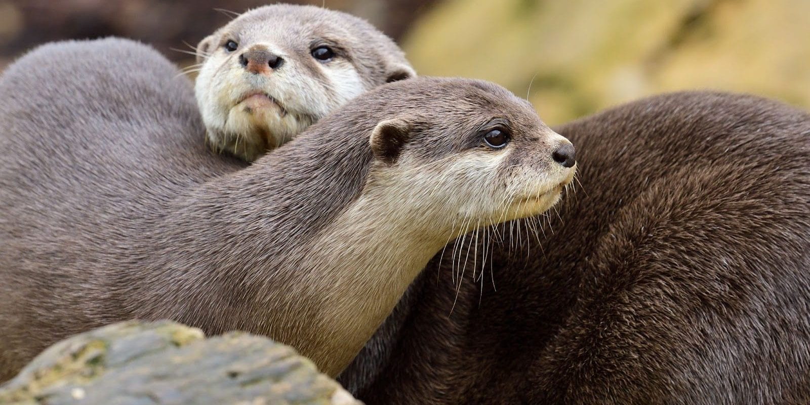 Heartwarming Otter Facts That Will Make Your Day A Little Brighter