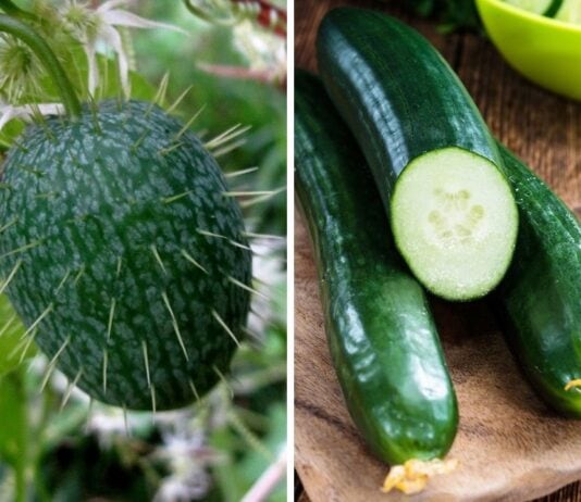 Humans Interfered With Nature And Now This Is What Fruits & Vegetables Look Like