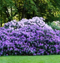 Giftige Pflanzen, die sich in deinem eigenen Garten finden