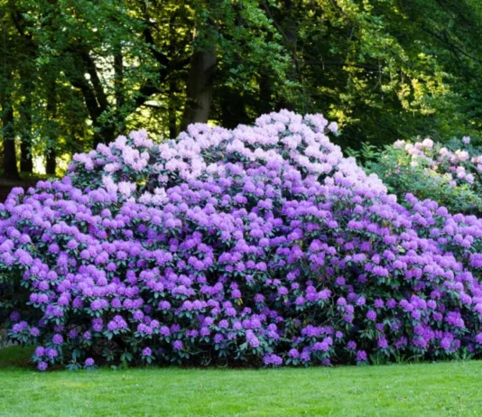 Poisonous Plants You Can Find in Your Own Backyard