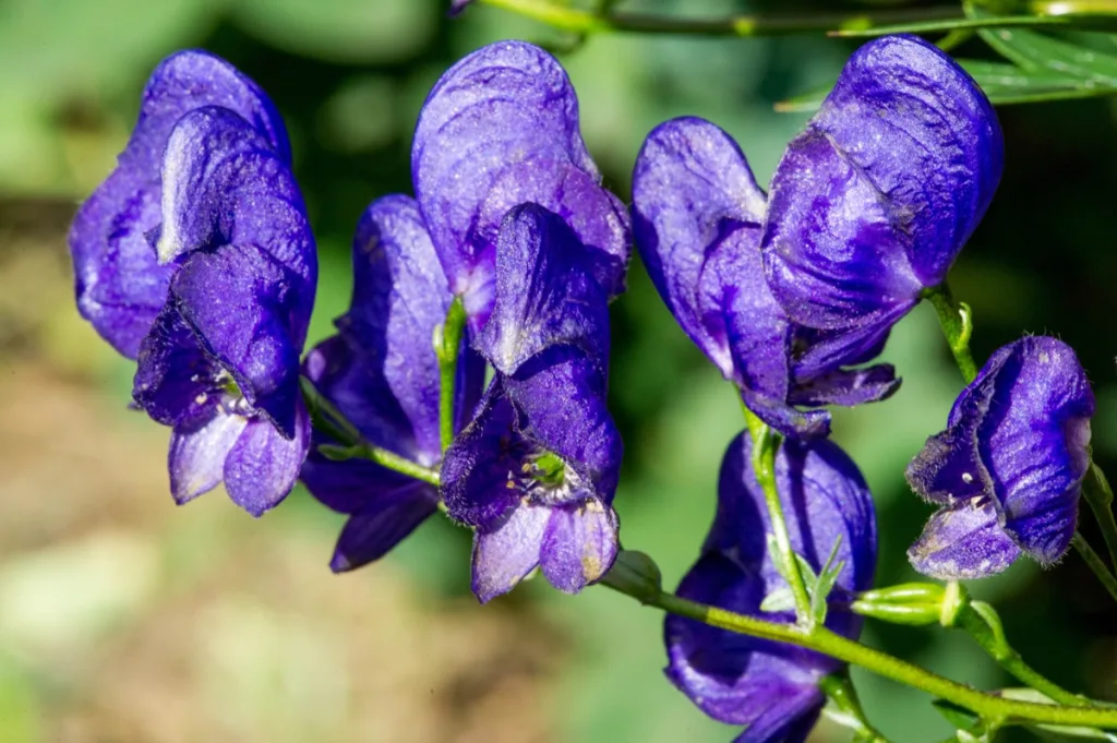 Poisonous Plants You Can Find in Your Own Backyard