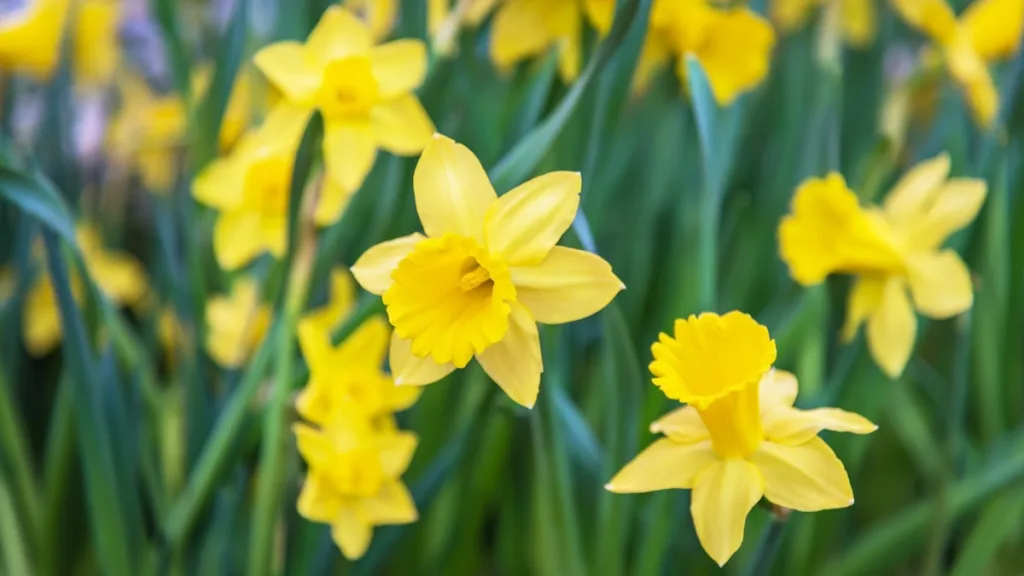 Poisonous Plants You Can Find in Your Own Backyard