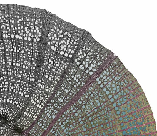These Everyday Items Turn Into Something Incredible Under a Microscope