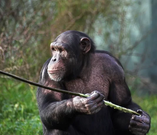 These Tool-Wielding Animals Are Entering the Stone Age