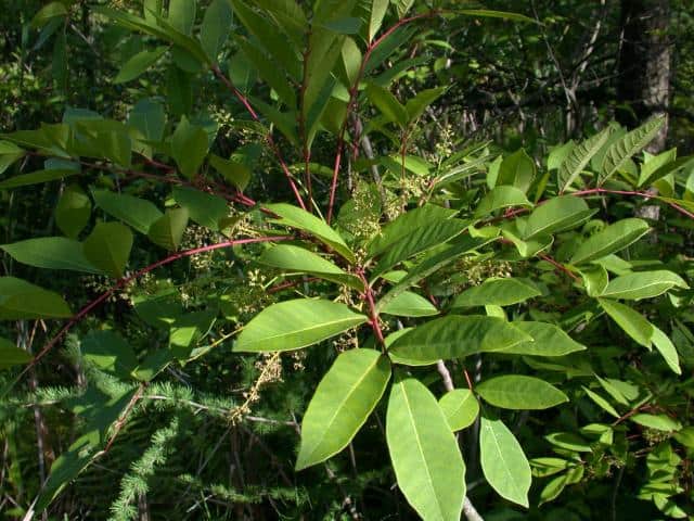 Poisonous Plants You Can Find in Your Own Backyard