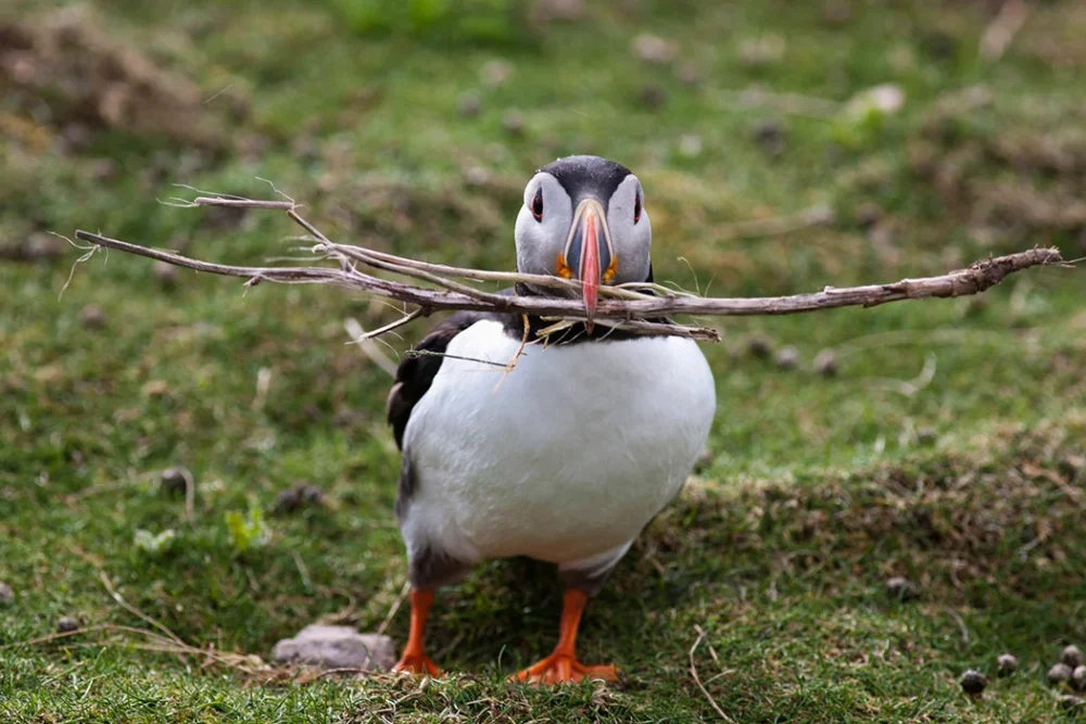 These Tool-Wielding Animals Are Entering the Stone Age