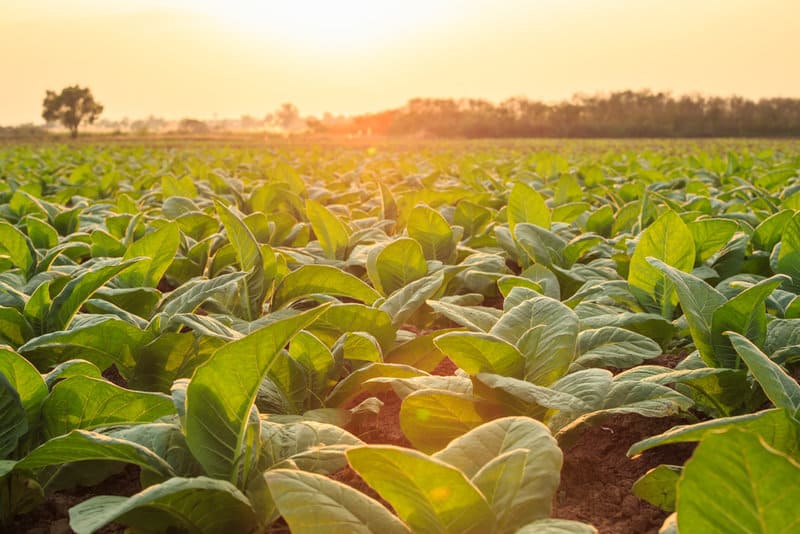 Poisonous Plants You Can Find in Your Own Backyard