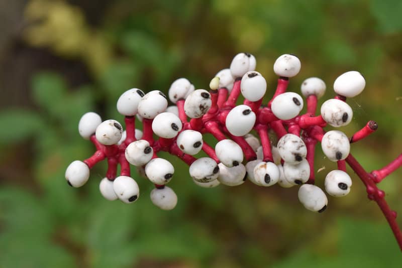 Poisonous Plants You Can Find in Your Own Backyard