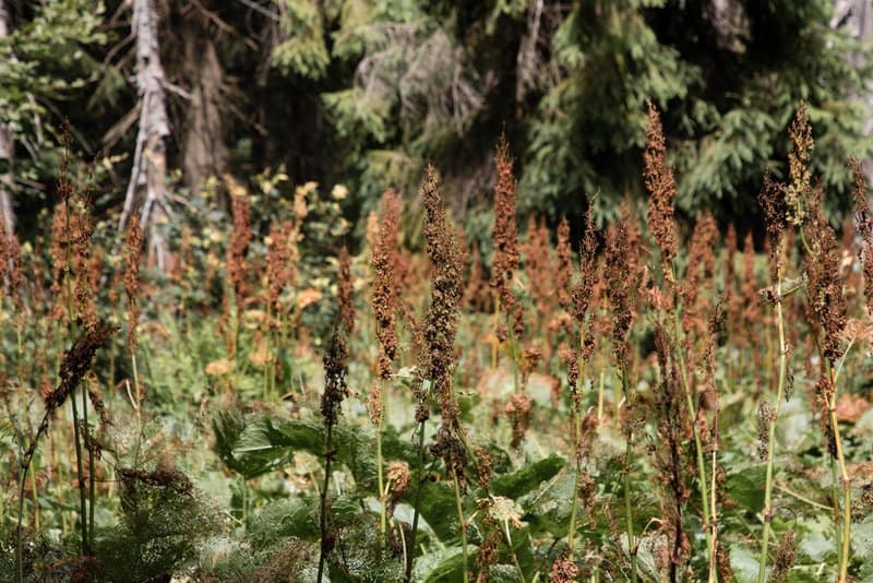 Poisonous Plants You Can Find in Your Own Backyard