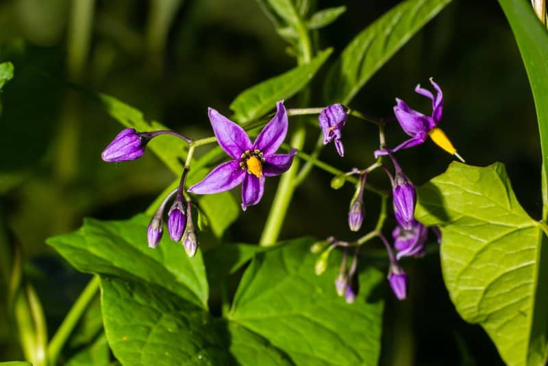 Poisonous Plants You Can Find In Your Own Backyard